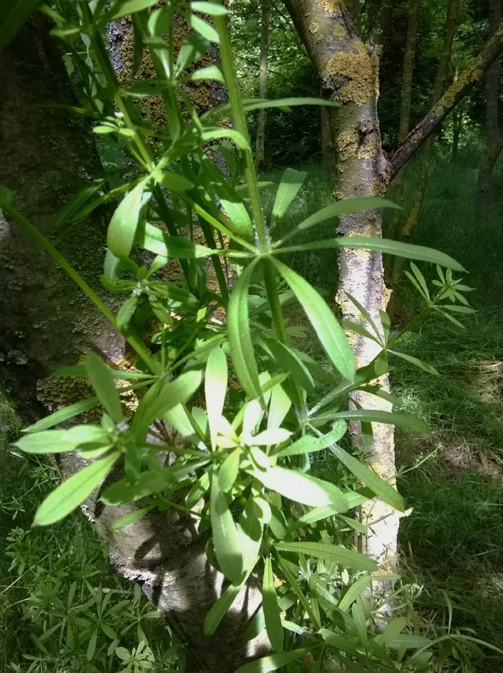 Galium cfr. aparine